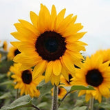 Aero Seeds Sunflower Tall Seeds (100 Seeds Per Packet)