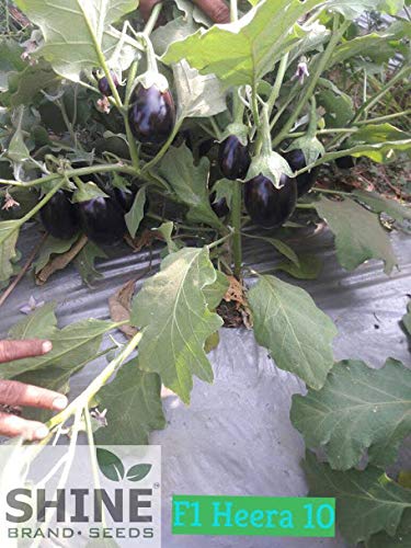 Shine Brand Seeds Heera 10 F1 Brinjal/ Began Seeds (10 Grams)