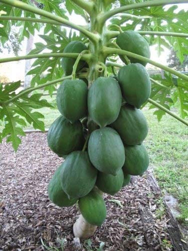 RPG Carinosa Papaya Mini Tree Seeds (20 Seeds)