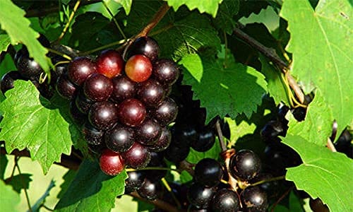 RPG Grape Fruit Seed "Muscadine Purple" 20 Fruit Seeds