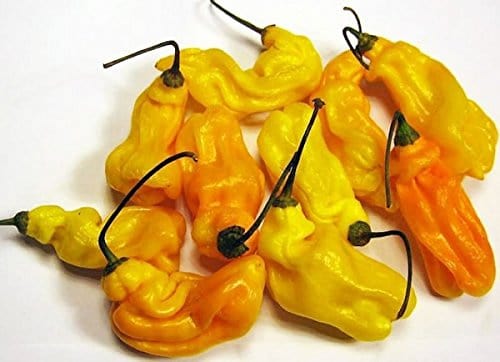 RPG Hot Chili Pepper - Madame Jeanette/Suriname Yellow (25 Organic Seeds)