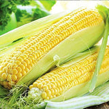 Shine Brand Seeds Shine 60 Hybrid Baby Corn/ Maize Seeds (500 Grams)