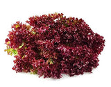 Pindfresh Lollo Red Lettuce Seeds (800 seeds)