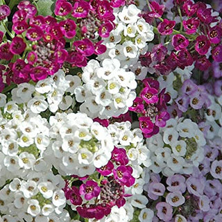 Alyssum Mix Colour Seeds (50 Seeds)