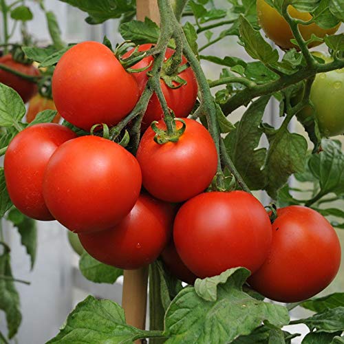 Aero Seeds Tomato Seeds (100 Seeds)