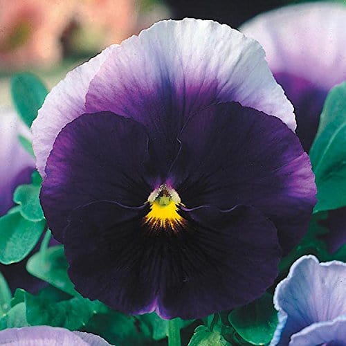 RPG Pansy "Beaconsfield" Flower Seed (30 Seeds)