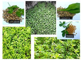 Shiviproducts Spinach (Palak) Seeds