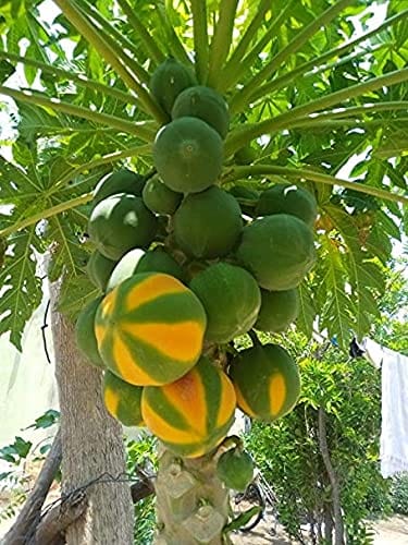 RPG Carica Papaya 'TR HOVEY' Dwarf Tree Seeds (20 seeds)