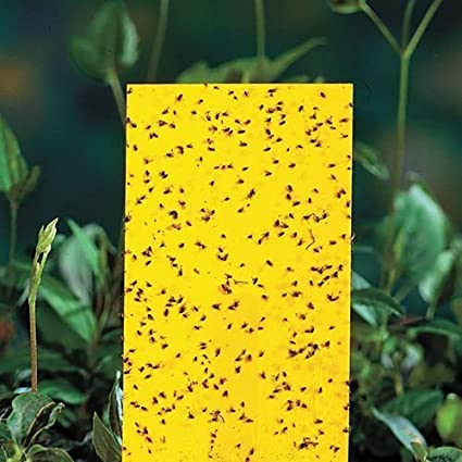 Poddar Farms Yellow Sticky Traps - Non-Toxic and Chemical Free (6x8 Inches)
