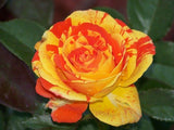 RPG Hybrid Rose Flower Seeds (20 Seeds) - Variety: ROSE022