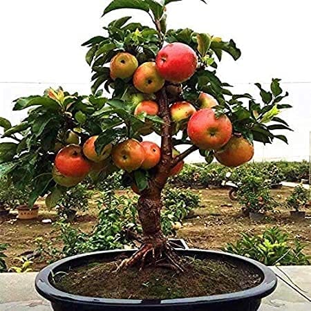 RPG Dwarf Apple Fruit Tree Seed (10 Seeds)
