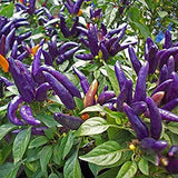 RPG Purple Prince Chilli Vegetable/Hot Pepper Capsicum Seeds (20 Seeds)
