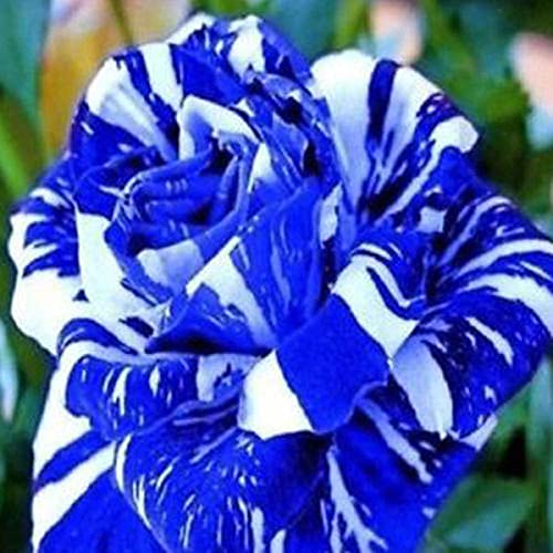 RPG Rare Blue Dragon Rose Flower Seeds (20 Seeds)