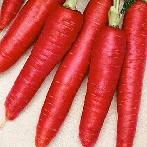 Aero Seeds Red Carrot Seeds (50 Seeds)