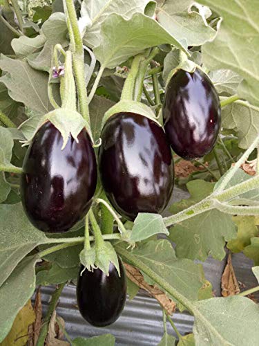 Shine Brand Seeds Heera 10 F1 Brinjal/ Began Seeds (10 Grams)