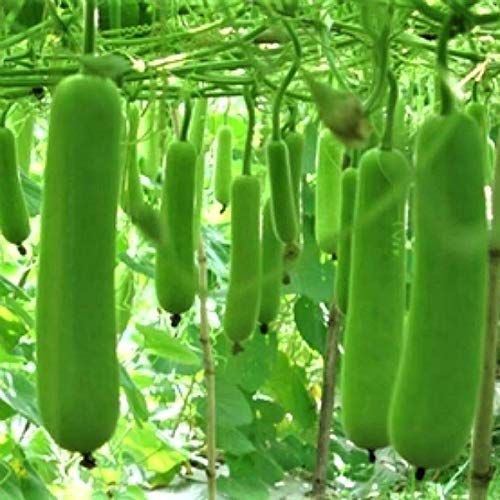 Shine Brand Seeds F1 Julie Bottle Gourd/ Lauki Seeds (50 Grams)