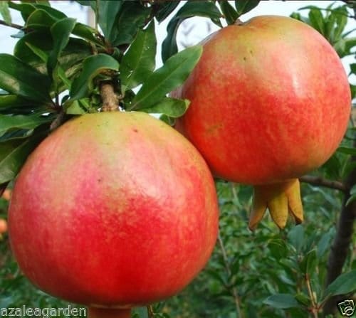 RPG Turkey Giant Pomegranate Fruit Seeds (30 Seeds)