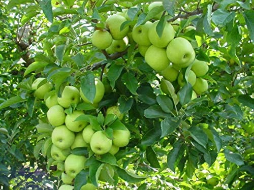 RPG Rare Dwarf Green Apple Fruit Seeds (10 Seeds Pack)