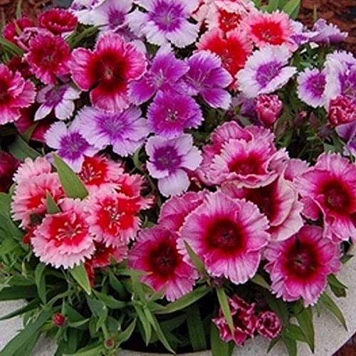 RPG Dianthus-Baby Doll Mixed Seeds (30 Seeds)