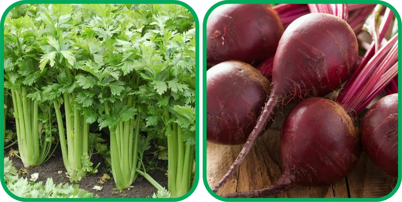 Aero Seeds Beetroot (100 Seeds) and Celery Seeds (100 Seeds) - Combo Pack