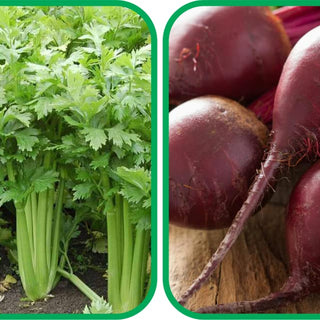 Beetroot (100 Seeds) and Celery Seeds (100 Seeds) - Combo Pack