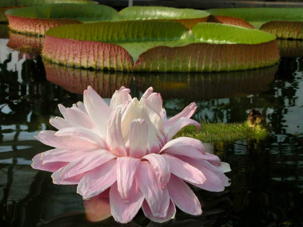 RPG Victoria Amazonica Giant Water Lotus Seeds (10 Seeds)
