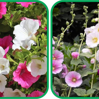 Hollyhock Mix Colour (50 Seeds) and Petunia Mix Colour Seeds (50 Seeds) - Combo Pack