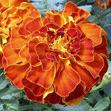 RPG French African Hybrid Marigold Seeds "Zenith Red" (50 Seeds)