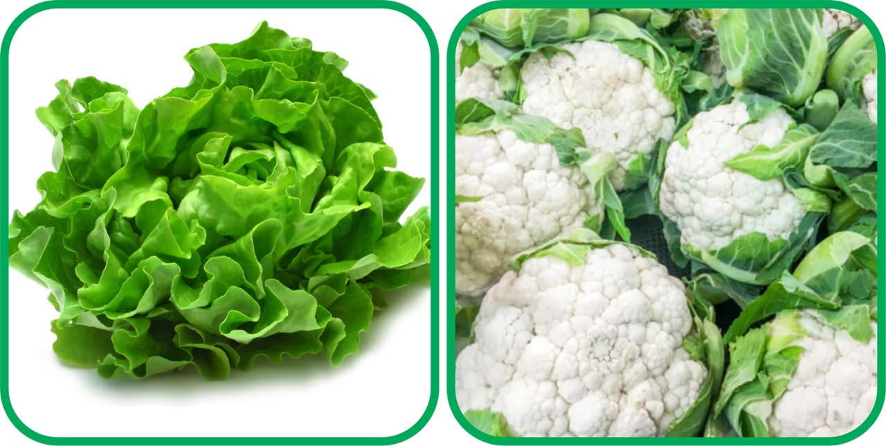 Aero Seeds Cauliflower (50 Seeds) and Lettuce Vegetable Seeds (100 Seeds) - Combo Pack