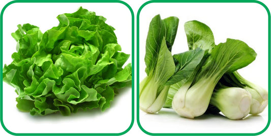 Aero Seeds Pak Choi (50 Seeds) and Lettuce Seeds (100 Seeds) - Combo Pack