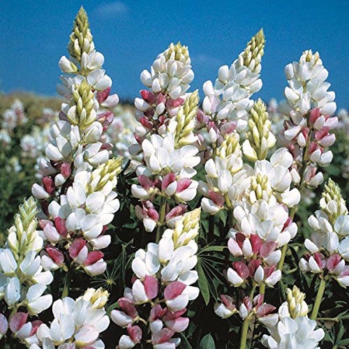 RPG Lupin "Pink Fairy" Flower Seed (20 Seeds)