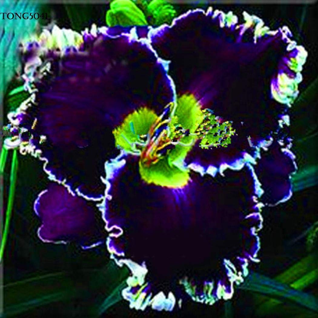 RPG Rare "Blue Giant" Hibiscus Ornamental Seeds (20 Seeds Pack)