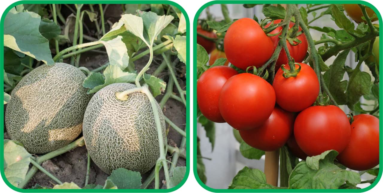 Aero Seeds Tomato (50 Seeds) and Muskmelon Seeds (30 Seeds) - Combo Pack