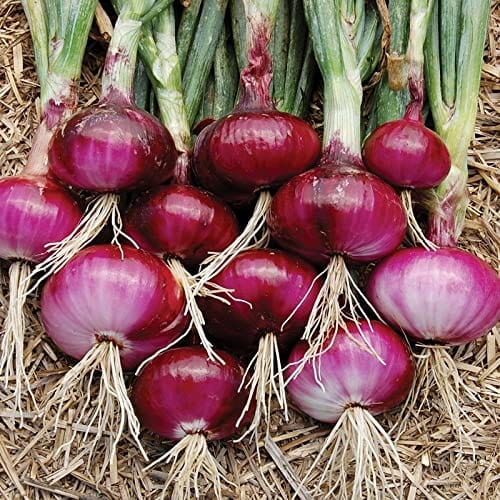 Aero Seeds Red Onion Seeds (200 Seeds)