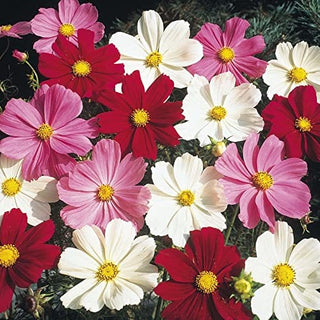 Cosmos Seeds Mix Colour (50 Seeds)