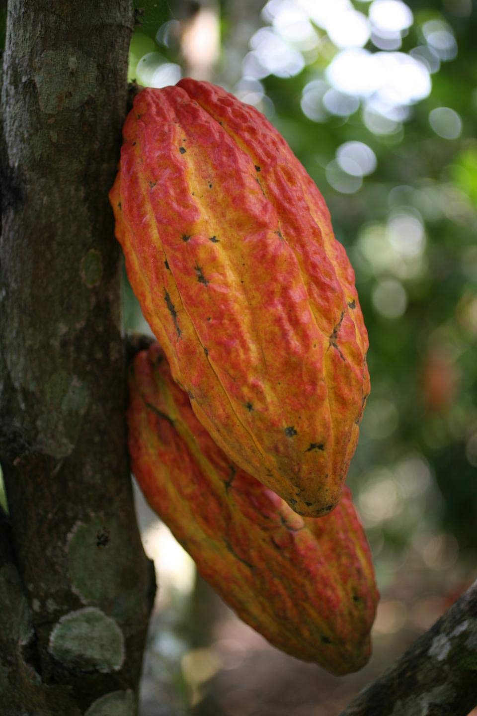 RPG Rare Hybrid Forastero Cocoa Fruit Seeds (10 Seeds)