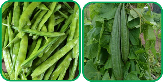 Aero Seeds Ridge Gourd (30 Seeds) and Cluster Beans Seeds (50 Seeds) - Combo Pack