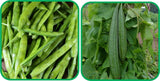 Aero Seeds Ridge Gourd (30 Seeds) and Cluster Beans Seeds (50 Seeds) - Combo Pack