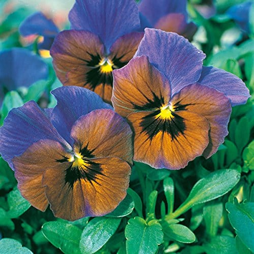 RPG Pansy "Bronze-Blue" Flower Seed (30 Seeds)