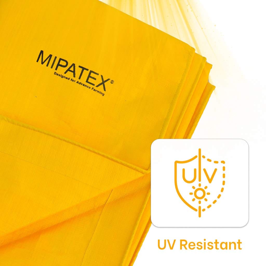 Mipatex Tarapaulin Sheet With Rope (130 GSM, Yellow)