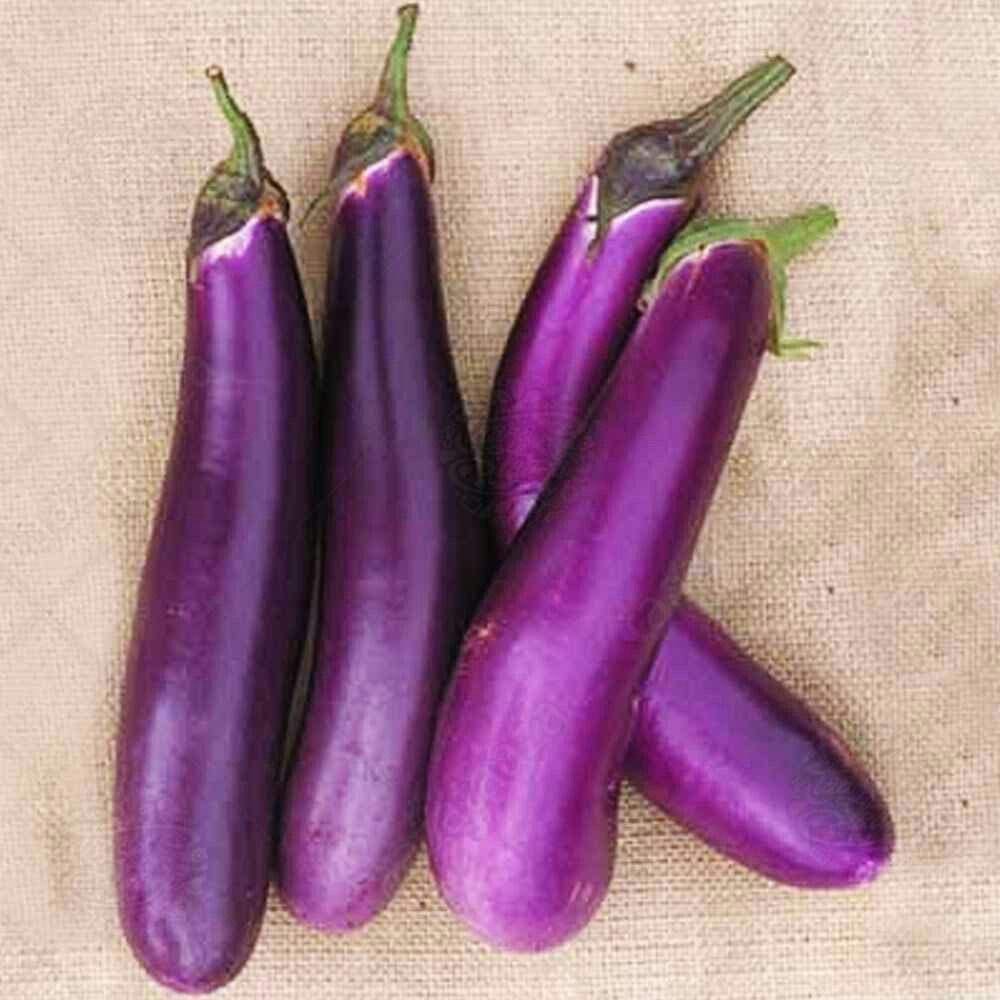 Aero Seeds Long Purple Brinjal Seeds (50 Seeds)