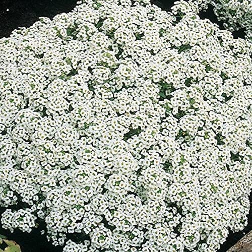 RPG Alyssum Seeds Snow Crystals Pure White Tetraploid Flower (50 Seeds)