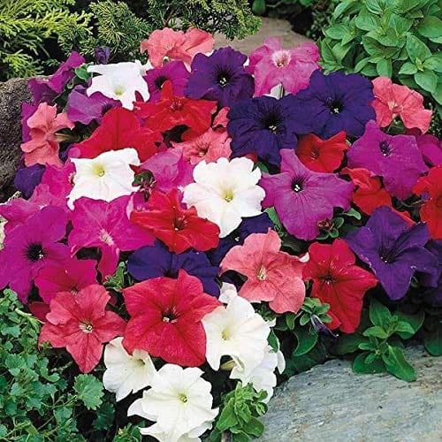 Aero Seeds Petunia Mix Flower Seeds (100 Seeds)