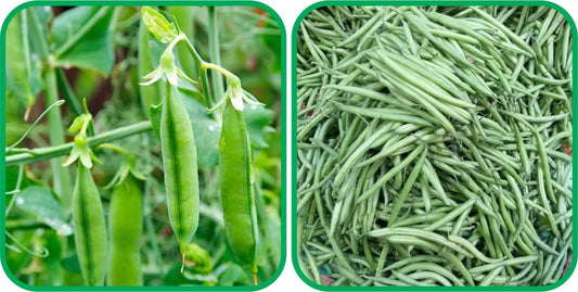 Aero Seeds French Beans (30 Seeds) and Peas Seeds (30 Seeds) - Combo Pack