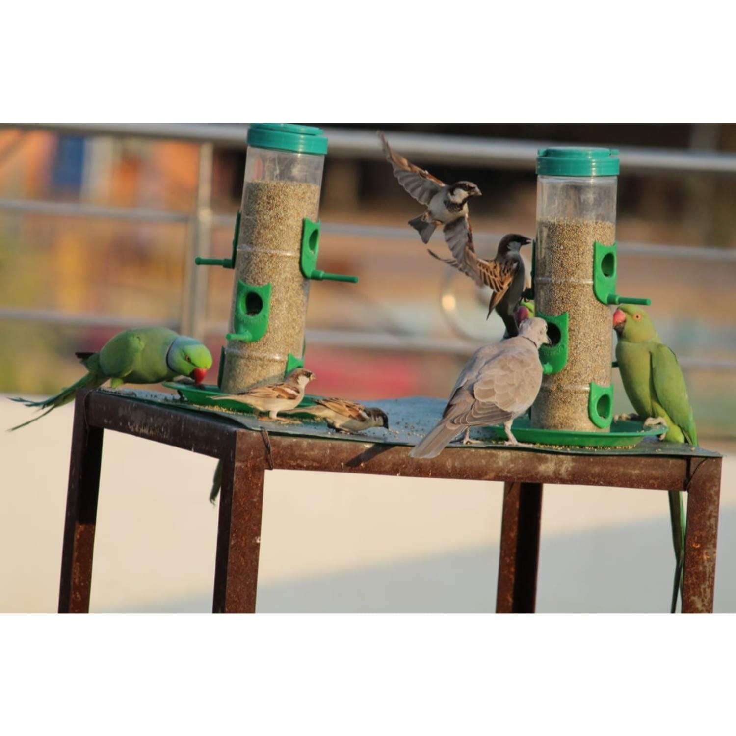 Amijivdaya Bird Feeder With Wall Mount Metal Stand (Small)