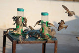 Amijivdaya Bird Water Feeder (Small, 500ml) - Pack of 2