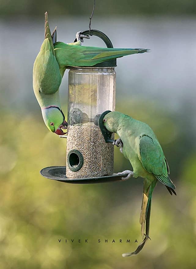 Amijivdaya Bird Feeder With Hut (Small, Green)