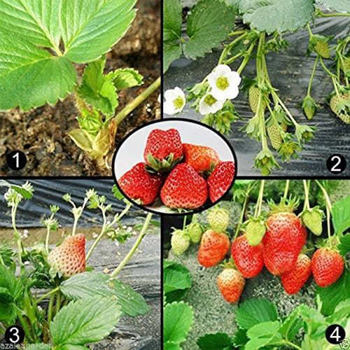 RPG Imported Strawberry Seeds (50 Seeds)