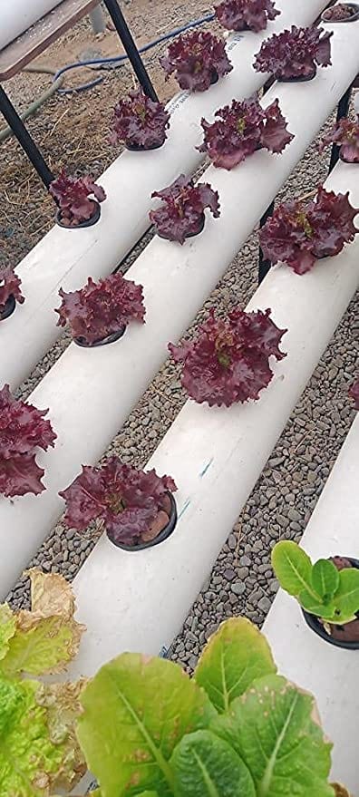 Pindfresh Lollo Red Lettuce Seeds (800 seeds)