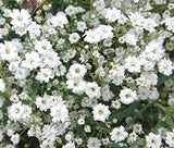 Aero Seeds Gypsophila Elegans White Flower Seeds (100 Seeds Pack)